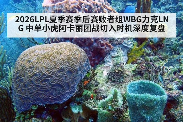 2026LPL夏季赛季后赛败者组WBG力克LNG 中单小虎阿卡丽团战切入时机深度复盘